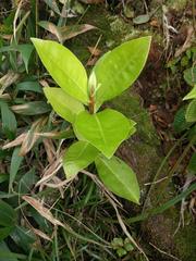 Myrsine pukooensis