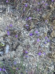 Lobelia aurita