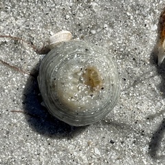 Paranthus rapiformis