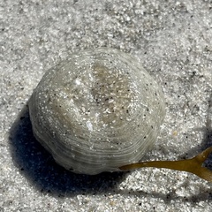 Paranthus rapiformis