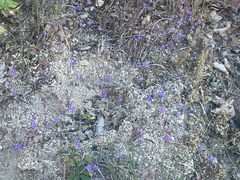 Lobelia aurita