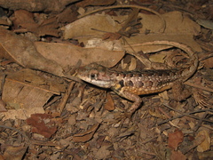 Tropidurus cocorobensis