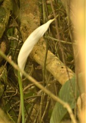 Spathiphyllum wallisii