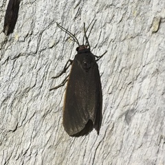 Virbia laeta