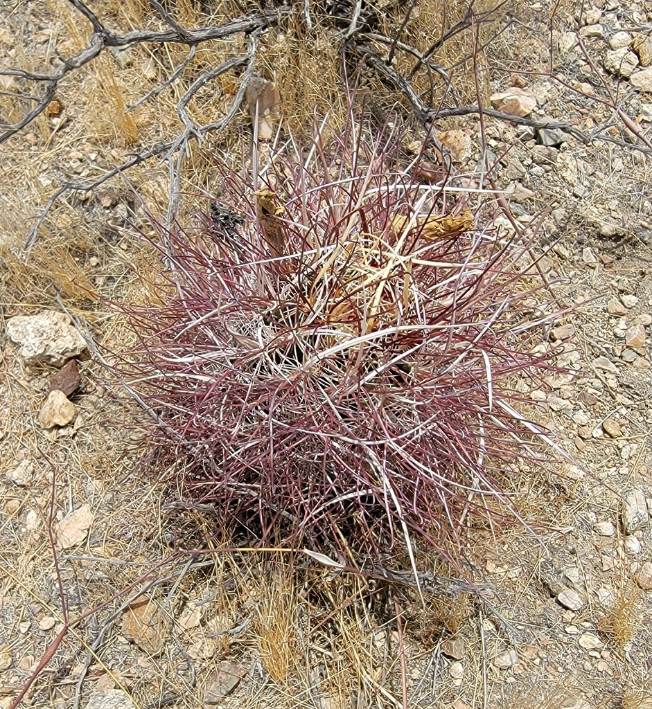 Sclerocactus polyancistrus, San Bernardino County, US-CA, US