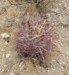 Sclerocactus polyancistrus