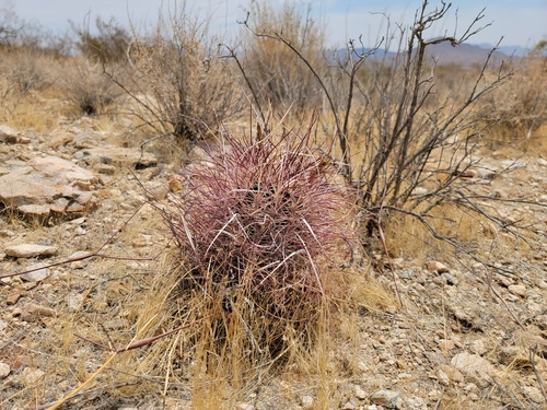 Sclerocactus polyancistrus