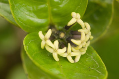 Kadua munroi