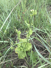 Nicotiana repanda