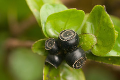 Kadua munroi