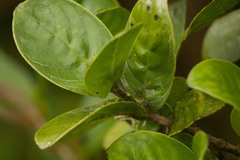 Kadua munroi