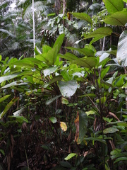 Ischnosiphon obliquus