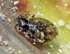 Haminoeidae