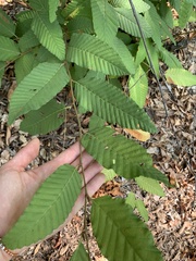 Nothofagus alpina