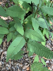 Nothofagus alpina