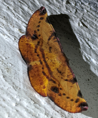 Onycodes traumataria