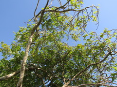 Bowdichia virgilioides