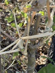Arracacia brandegeei