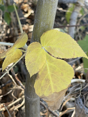 Arracacia brandegeei