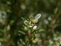 Spyridium spathulatum