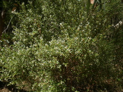 Spyridium spathulatum