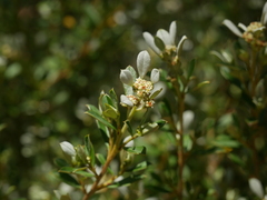 Spyridium spathulatum