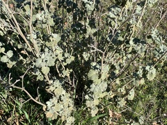 Malacothamnus helleri