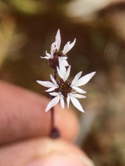 Lithophragma glabrum