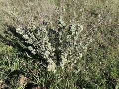 Malacothamnus helleri