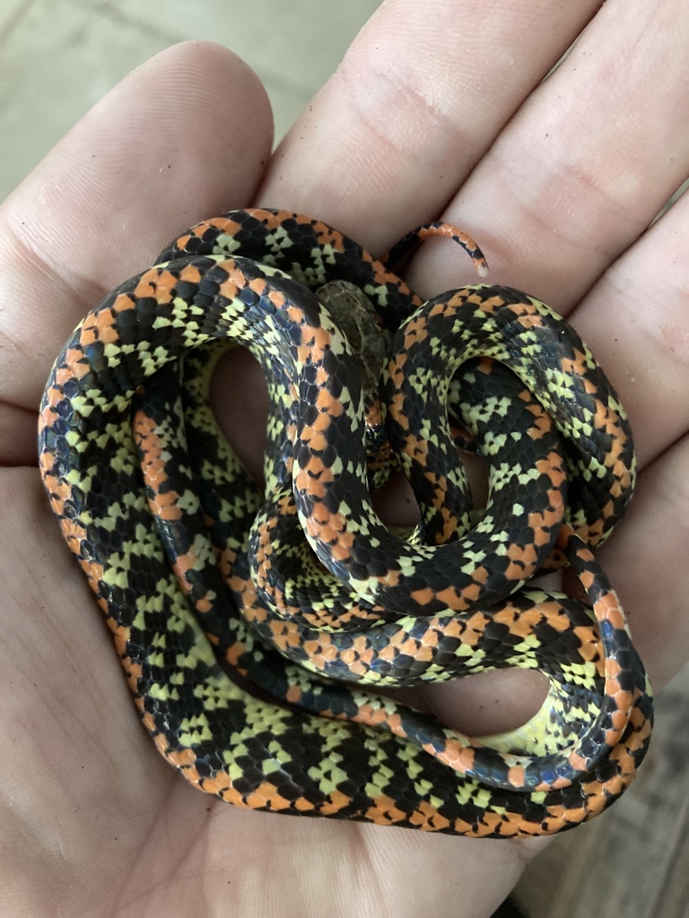 Panama Spotted Night Snake From Trinidad, Trinidad And Tobago, TT On ...