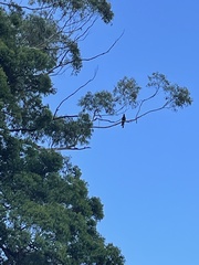 Zanda funerea funerea