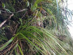 Eragrostis variabilis