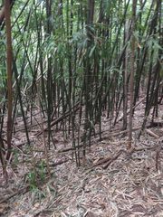Phyllostachys nigra