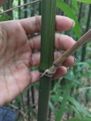 Phyllostachys nigra