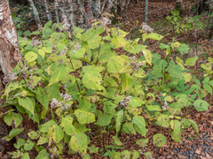 Ageratina roanensis