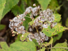Ageratina roanensis