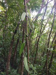 Vanilla planifolia