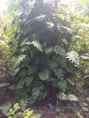 Philodendron lacerum