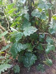 Philodendron lacerum