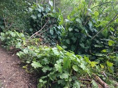 Philodendron lacerum