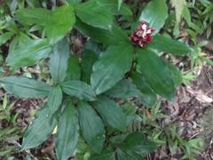 Costus pulverulentus