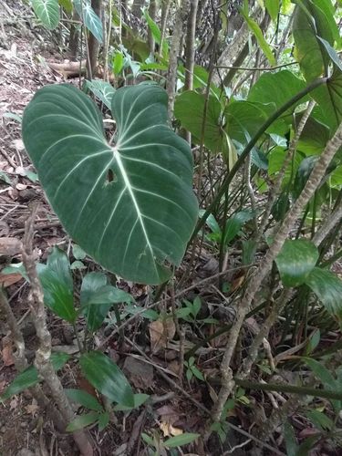 Philodendron gloriosum