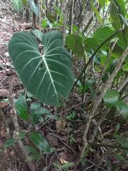 Philodendron gloriosum