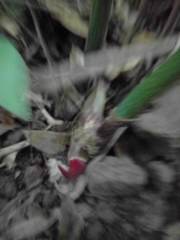 Philodendron gloriosum