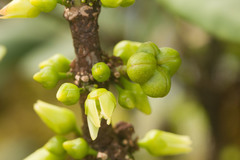 Melicope clusiifolia