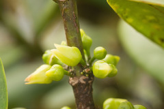 Melicope clusiifolia