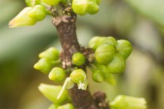 Melicope clusiifolia