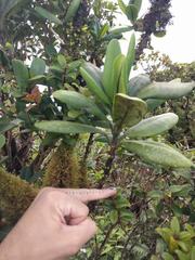 Melicope clusiifolia