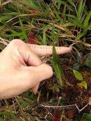 Isachne distichophylla