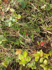 Isachne distichophylla